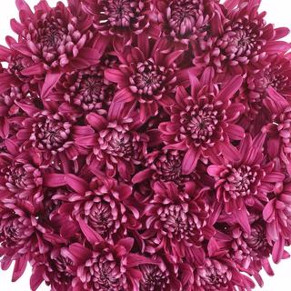 esmeralda-farms-pompon-cushion-andrea-1