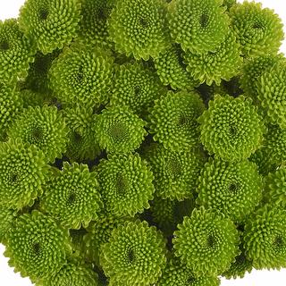 esmeralda-farms-pompon-button-peptalk-1