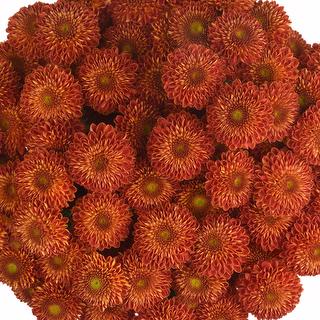 esmeralda-farms-pompon-button-tyrion-1