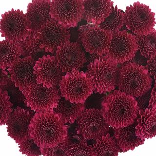 esmeralda-farms-pompon-button-gustav-1