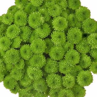 esmeralda-farms-pompon-button-country-1