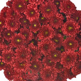 esmeralda-farms-pompon-button-hotrod-1