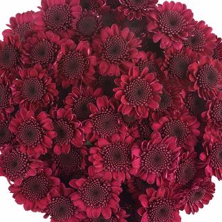 esmeralda-farms-pompon-novelty-aipom-1