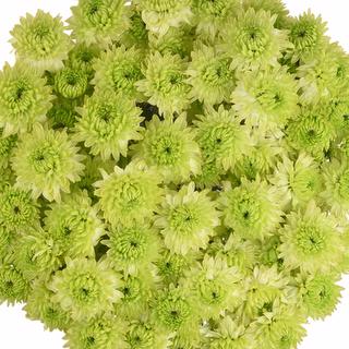 esmeralda-farms-pompon-novelty-takashi-1