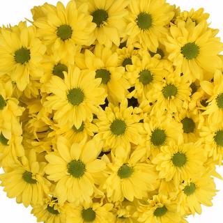 esmeralda-farms-pompon-daisy-vibe-1