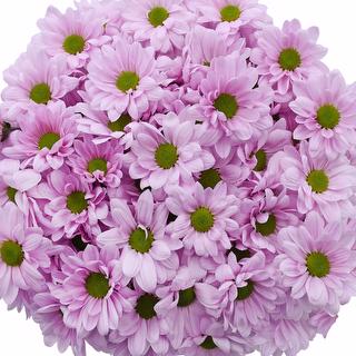 esmeralda-farms-pompon-daisy-alma-pink-1