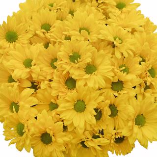 esmeralda-farms-pompon-daisy-firefly-1