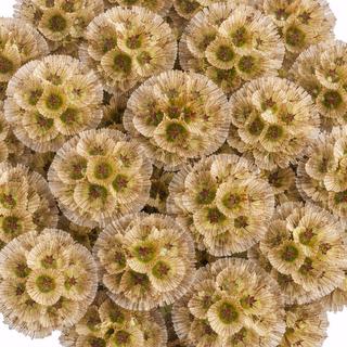 esmeralda-farms-scabiosa-stellata-pods-1