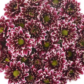 esmeralda-farms-pompon-novelty-amethyst-dark-1