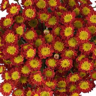 esmeralda-farms-pompon-novelty-tobago-1