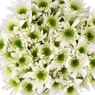 esmeralda-farms-pompon-novelty-radost-lime-1