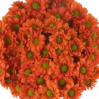 esmeralda-farms-pompon-daisy-terrific-1