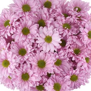 esmeralda-farms-pompon-daisy-cutie-pie-1