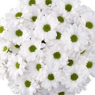 esmeralda-farms-pompon-daisy-alma-white-1