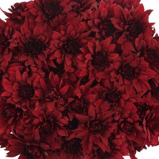 esmeralda-farms-pompon-cushion-testarossa-red-1
