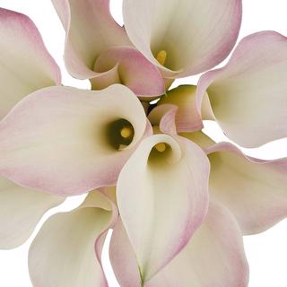 esmeralda-farms-mini-calla-lily-perle-rose-1
