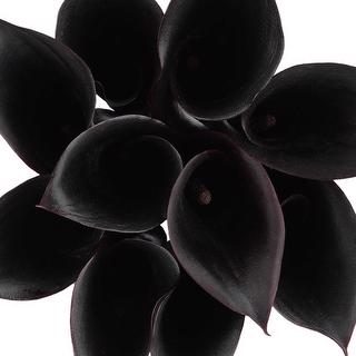 esmeralda-farms-mini-calla-lily-black-forest-1