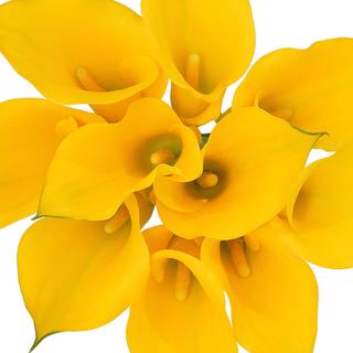 esmeralda-farms-mini-calla-lily-florex-gold-1