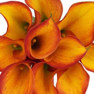 esmeralda-farms-mini-calla-lily-gran-paradiso-1