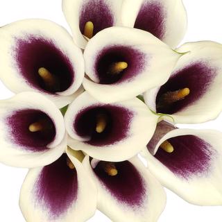 esmeralda-farms-mini-calla-lily-picasso-1