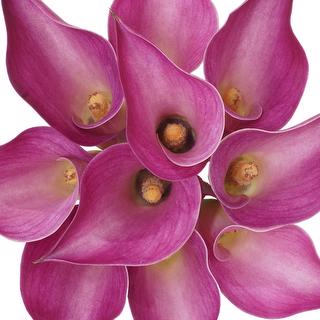 esmeralda-farms-mini-calla-lily-pink-jewel-1