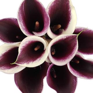 esmeralda-farms-mini-calla-lily-strauss-1