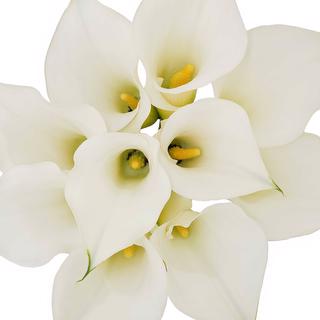 esmeralda-farms-mini-calla-lily-ventura-1
