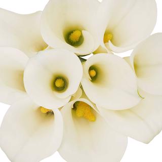 esmeralda-farms-mini-calla-lily-white-ideal-1