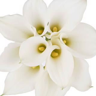 esmeralda-farms-mini-calla-lily-white-rumba-1