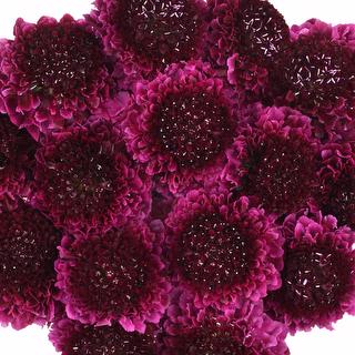 esmeralda-farms-scabiosa-purple-1