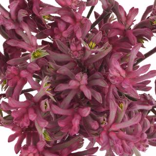esmeralda-farms-kangaroo-paw-anigozanthos-pink-joy-1