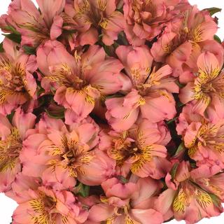 esmeralda-farms-alstroemeria-fashionista-pink-1