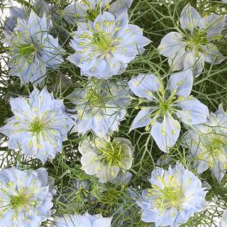 esmeralda-farms-nigella-blue-1