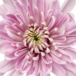 esmeralda-farms-cremon-rossano-pink-1