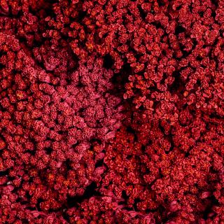 esmeralda-achillea-red-painted