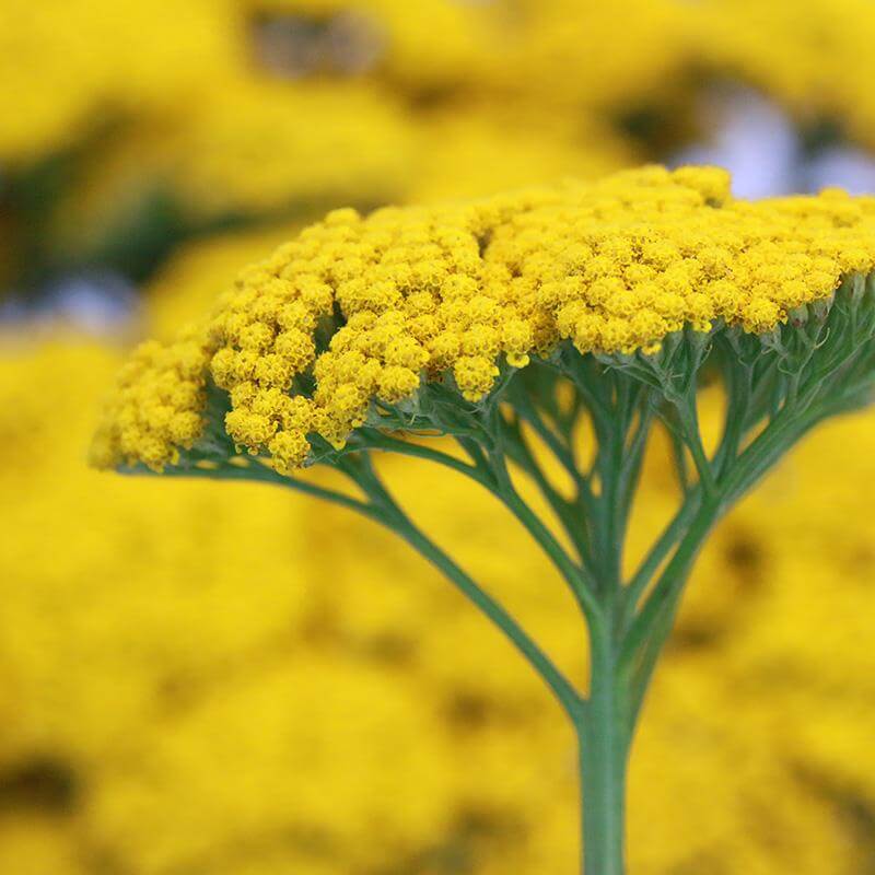 esmeralda-farms-achillea-product-sheet