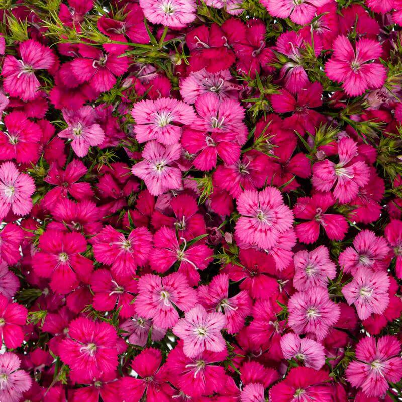 esmeralda-farms-dianthus-neon-cherry-1