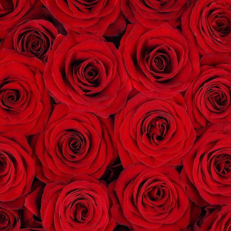 esmeralda-farms-rose-redvolution