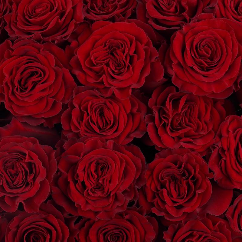 esmeralda-farms-rose-hearts