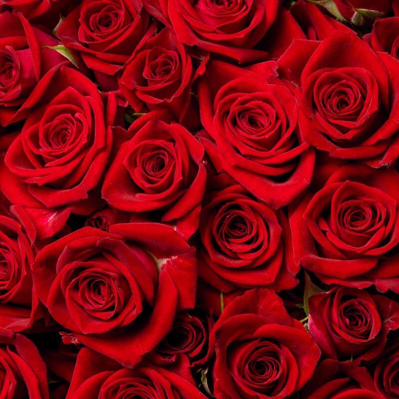 esmeralda-spray-rose-brilliant-stars-aries-1