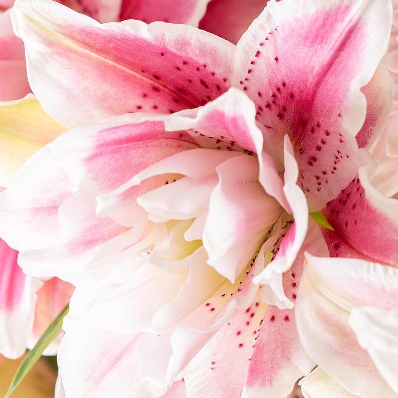 esmeralda-farms-product-sheet-roselily-oriental-lily-double-bloom