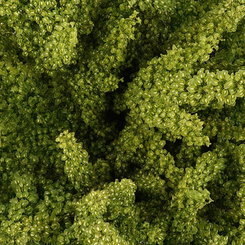 esmeralda-farms-rumex-product-sheet