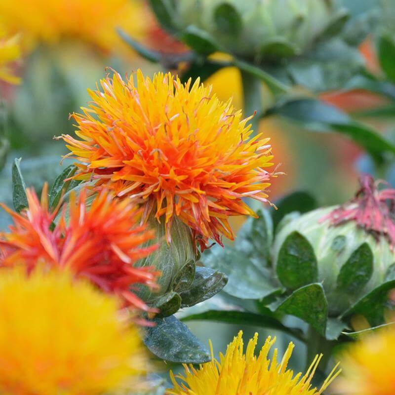 esmeralda-farms-carthamus-product-sheet-thumbnail