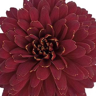 esmeralda-farms-disbud-barroco-1