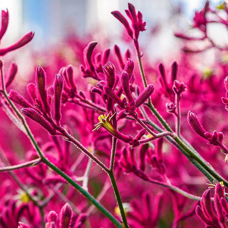 esmeralda-farms-product-sheet-anigozanthos-kangaroo-paw-1