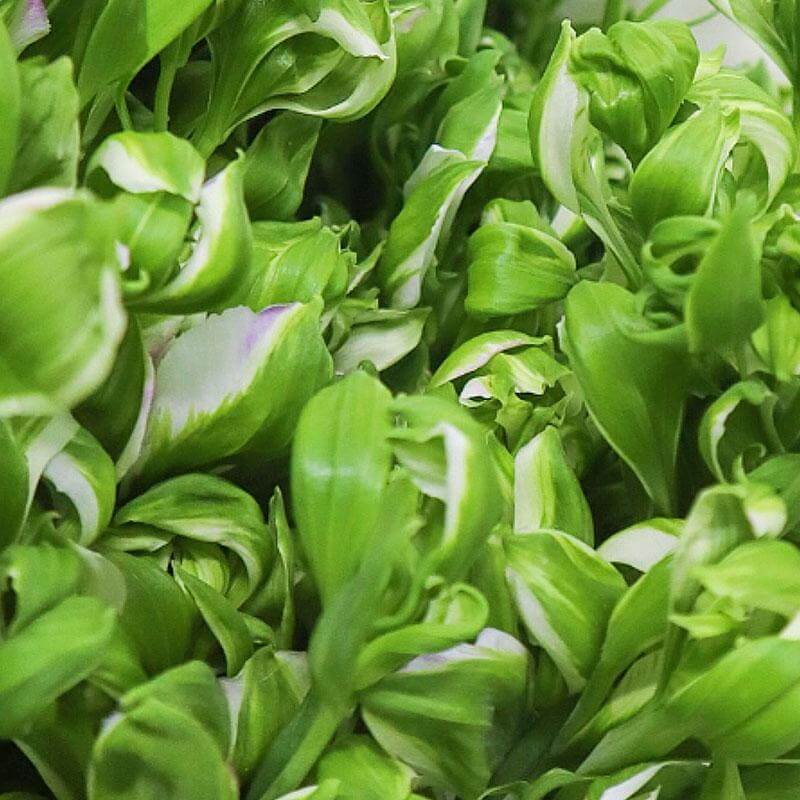 esmeralda-farms-alstroemeria-green-grown-product-sheet